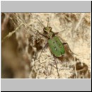Cicindela campestris - Feld-Sandlaufkaefer 04b Sandgrube Niedringhaussee.jpg